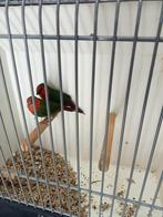 Koppels roodkop papegaai amedine, Dieren en Toebehoren, Meerdere dieren