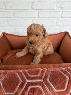 Abrikoos poedel pups, toy x dwerg, Poedel, Parvo, Nederland, 8 tot 15 weken