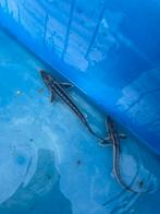 Steurtjes sterlet en diamant, Dieren en Toebehoren, Vissen | Vijvervissen, Karper of Koi