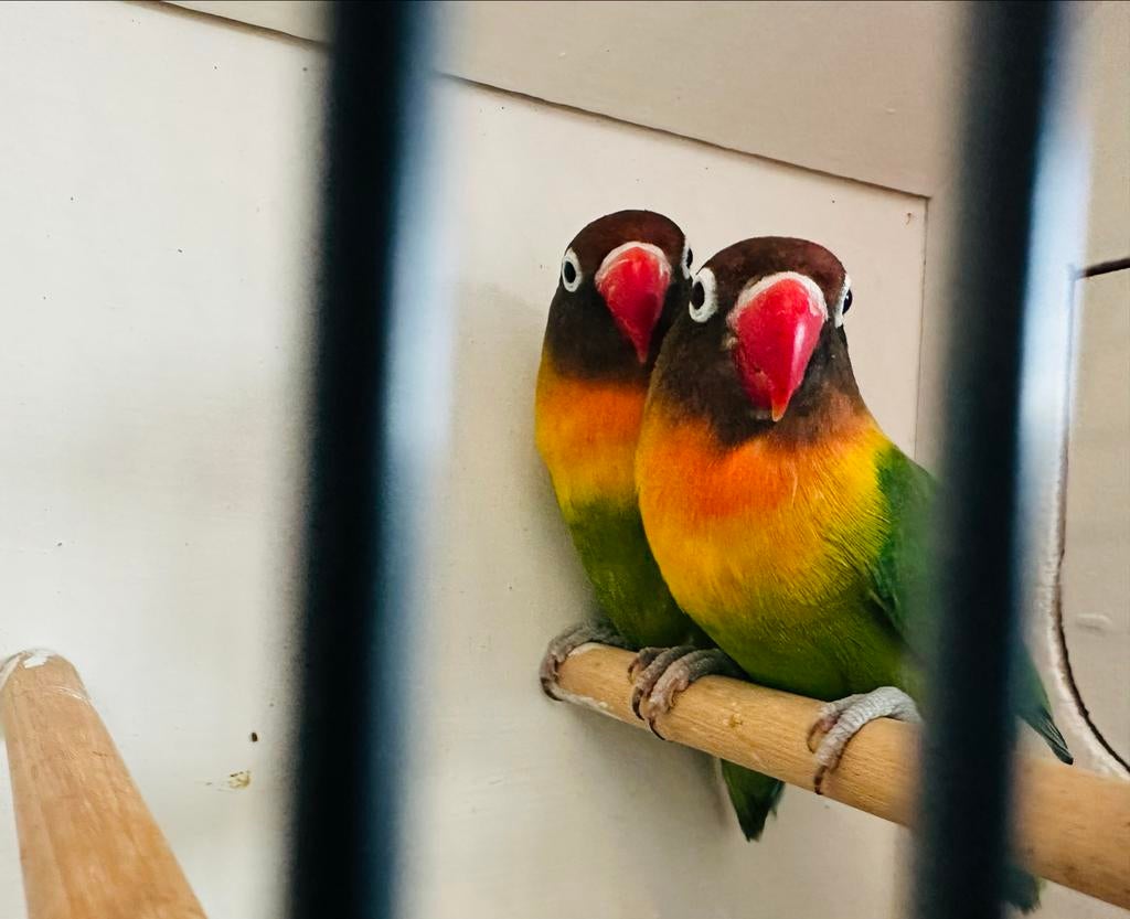 Agapornis Personata 1-1, Dieren en Toebehoren, Vogels | Parkieten en Papegaaien, Meerdere dieren, Dwergpapegaai of Agapornis