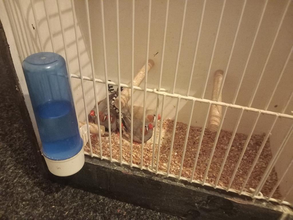 Koppels zebravinken, Meerdere dieren