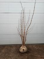 Sambucus ‘Black Lace’ | Meerstammig | 175/200 cm, Ophalen, Overige soorten, 100 tot 250 cm