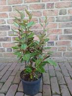 Olijfwilg (niks met olijven of wilgen te maken), Tuin en Terras, Volle zon, Vaste plant, Herfst, Ophalen