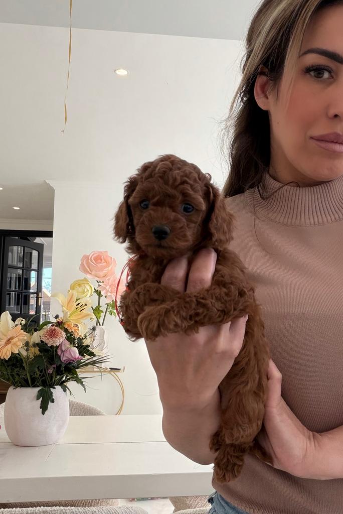 toypoedels pupje, Poedel, 8 tot 15 weken, Parvo, Meerdere