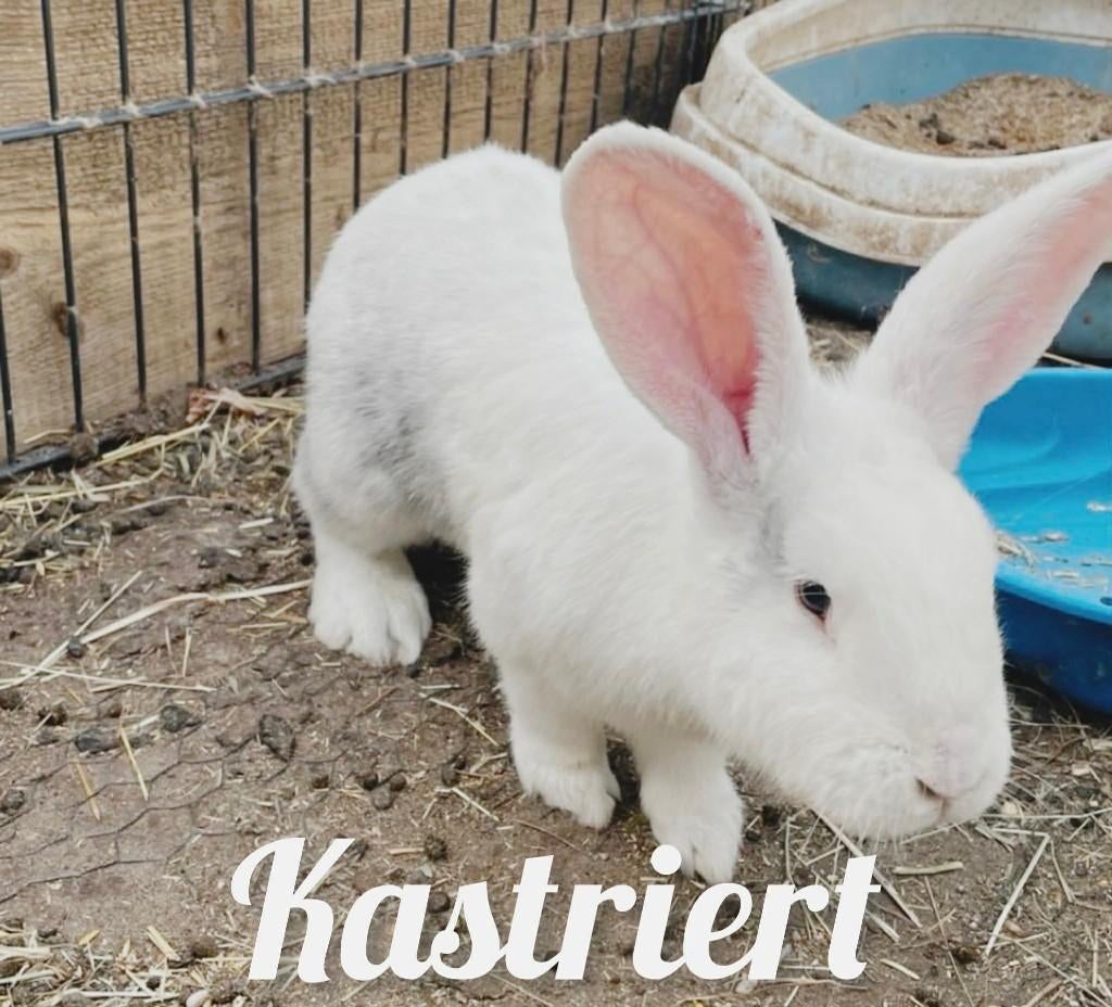 Duitse Reuzen, Dieren en Toebehoren, Konijnen, Mannelijk, Groot, 0 tot 2 jaar