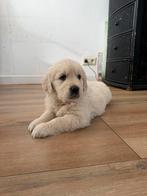 Golden Retriever met stamboom, Dieren en Toebehoren, Honden | Retrievers, Spaniëls en Waterhonden, Golden retriever, Nederland