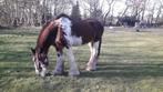 Te koop: lieve en grote Clydesdale merrie, Merrie, Gechipt, 170 tot 175 cm, 11 jaar of ouder