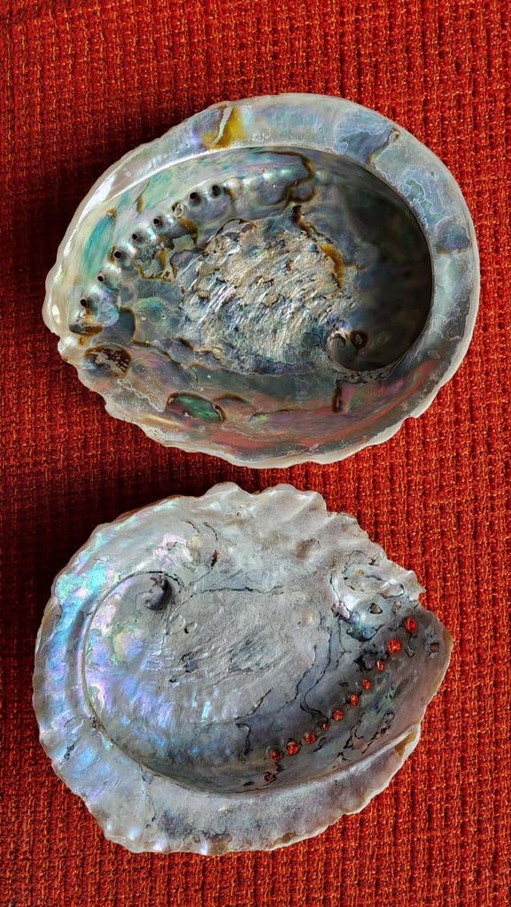 Twee prachtige abalone schelpen met iriserende glans, Ophalen of Verzenden