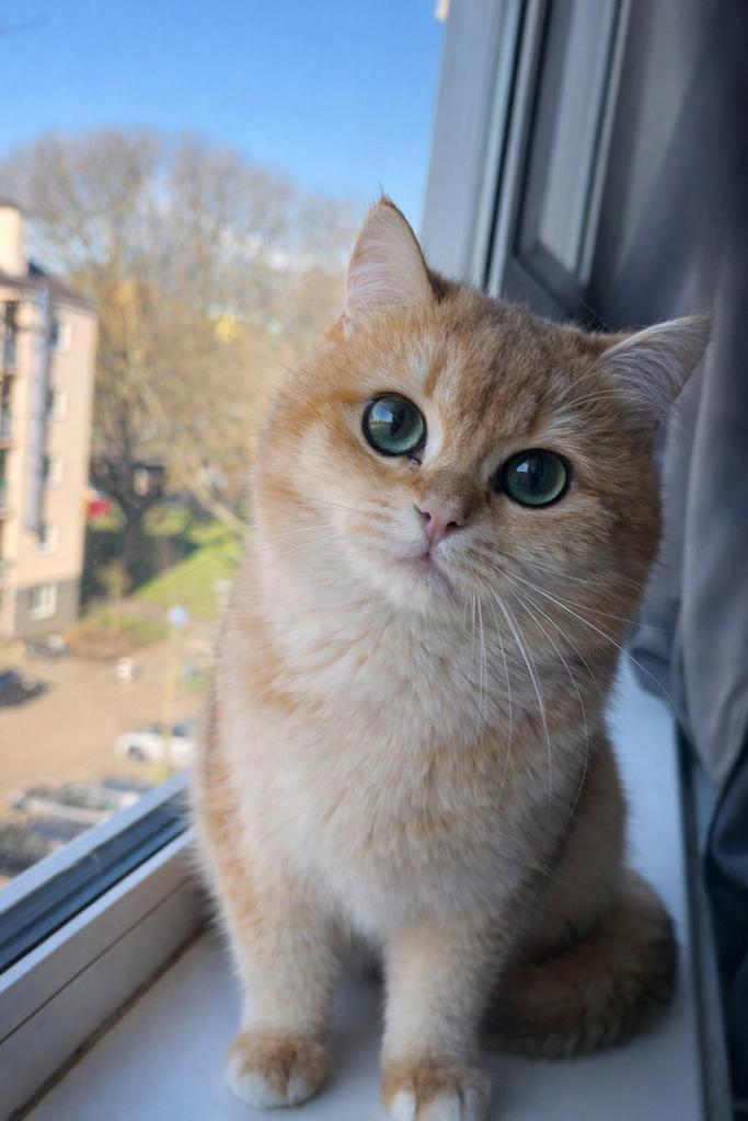 Britse Korthaar dekkater met stamboom – top kwaliteit!, Dieren en Toebehoren, Katten en Kittens | Raskatten | Korthaar, Kater