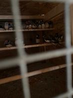 Japanse meeuwen, Dieren en Toebehoren, Vogels | Overige Vogels, Meerdere dieren