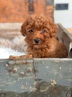 Mini Doodle pups, Parvo, Nederland, Overige rassen, 8 tot 15 weken