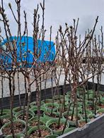 Fruitbomen | laagstam | Conference en Elstar, Lente, Ophalen of Verzenden, Halfschaduw, 100 tot 250 cm