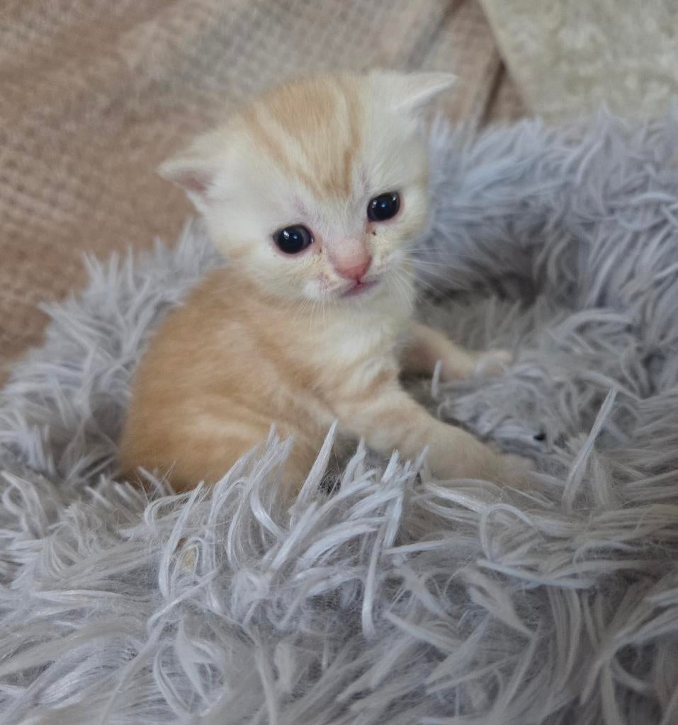 Britskorthaar kittens, Dieren en Toebehoren, Meerdere dieren, Ontwormd