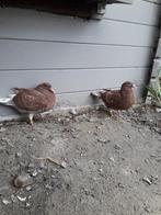 In de buurt, Dieren en Toebehoren, Vogels | Duiven, Meerdere dieren, Postduif