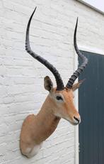 Grote opgezette KOP IMPALA antilope (gewei - ref. C), Ophalen, Gebruikt, Wild dier, Opgezet dier