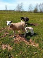 3 schapen  met elk 1 lam, Vrouwelijk, Schaap, 0 tot 2 jaar