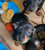 Reutje zoek nog een huisje, Dieren en Toebehoren, HCC (leverziekte), Reu, 8 tot 15 weken, Korthaar