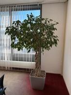 Meerdere Grote Ficus Benjamina in pot - 150-200 cm, Huis en Inrichting, Ophalen, Ficus, Halfschaduw, In pot
