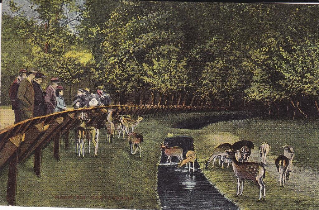Haarlem. Hertenkamp.  (1909), Verzamelen, Verzenden, Voor 1920, Gelopen, Noord-Holland