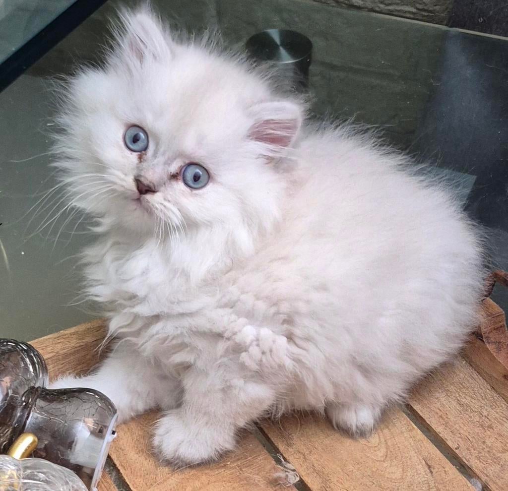 Britse korthaar wit colorpoint x perzische langhaar blauwgr, Dieren en Toebehoren, Meerdere dieren, Ontwormd, 0 tot 2 jaar