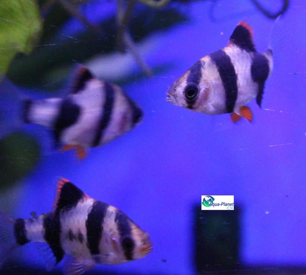 Sumatraan, Vis, Zoetwatervis, Schoolvis