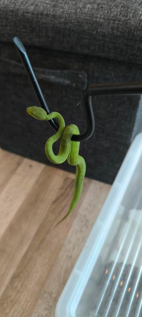 Trimeresurus albolabris cb25 3.0 Rat Snake - male for sale from ViperNL