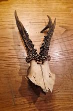 Dierenschedel ree met gewei, Ophalen, Hert, Gewei of Kop