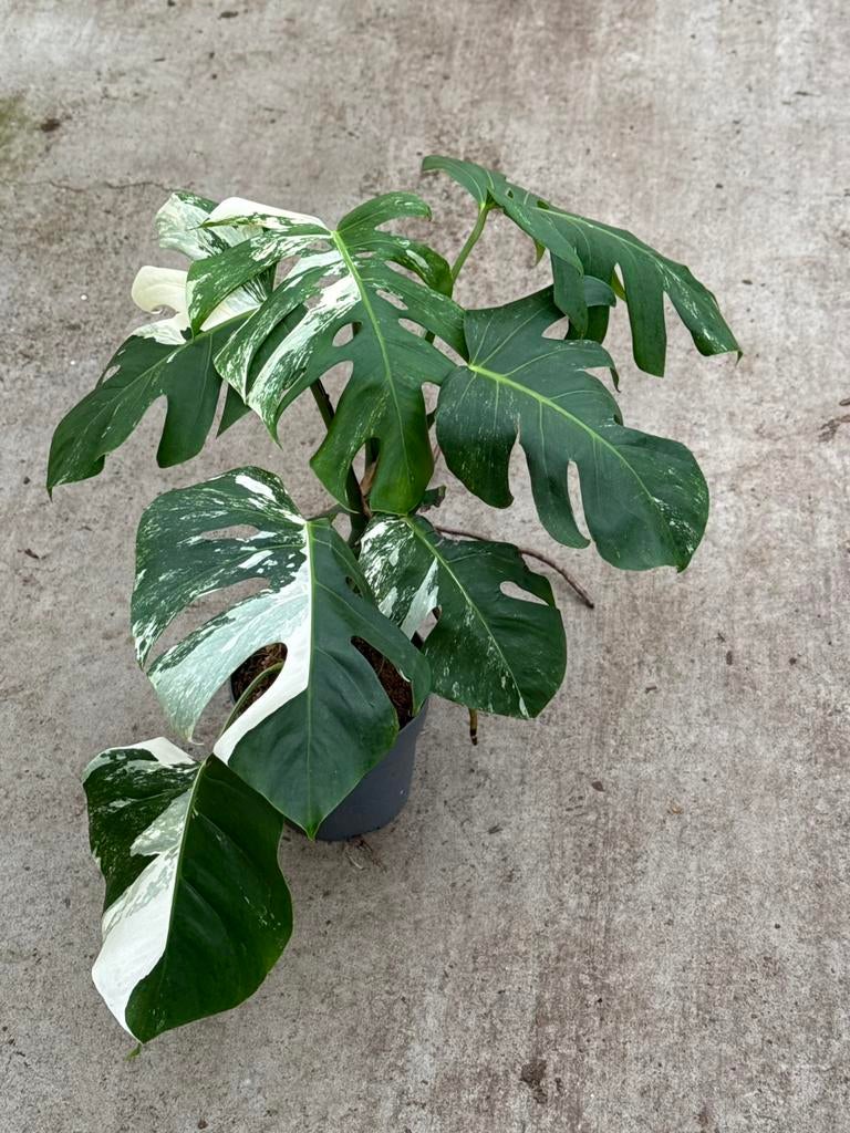 Monstera Borsigiana Albo Variegata, Huis en Inrichting, Kamerplanten, Ophalen of Verzenden, Halfschaduw, Minder dan 100 cm