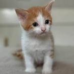 *GEZOCHT* een lieve kitten, Dieren en Toebehoren, Ophalen of Verzenden