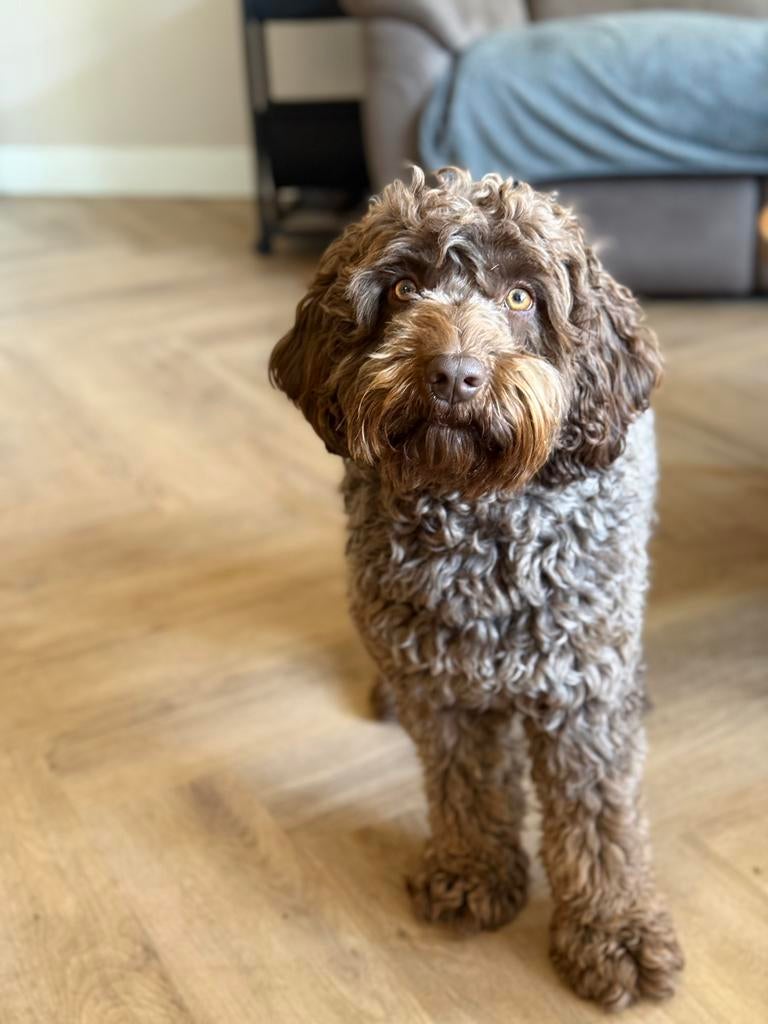 Labradoodle 1,5 jaar oud, Dieren en Toebehoren, Honden | Niet-rashonden, Reu, 1 tot 2 jaar, Parvo, Eén hond