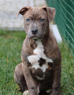 Amerikaanse Stafford pup, Parvo, België, Reu, 8 tot 15 weken