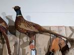 opgezette bosfazant fazant jacht vogel hert, Ophalen, Zo goed als nieuw, Vogel, Opgezet dier