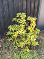 Gratis Rhododendron, Ophalen, Zomer, Vaste plant, Halfschaduw