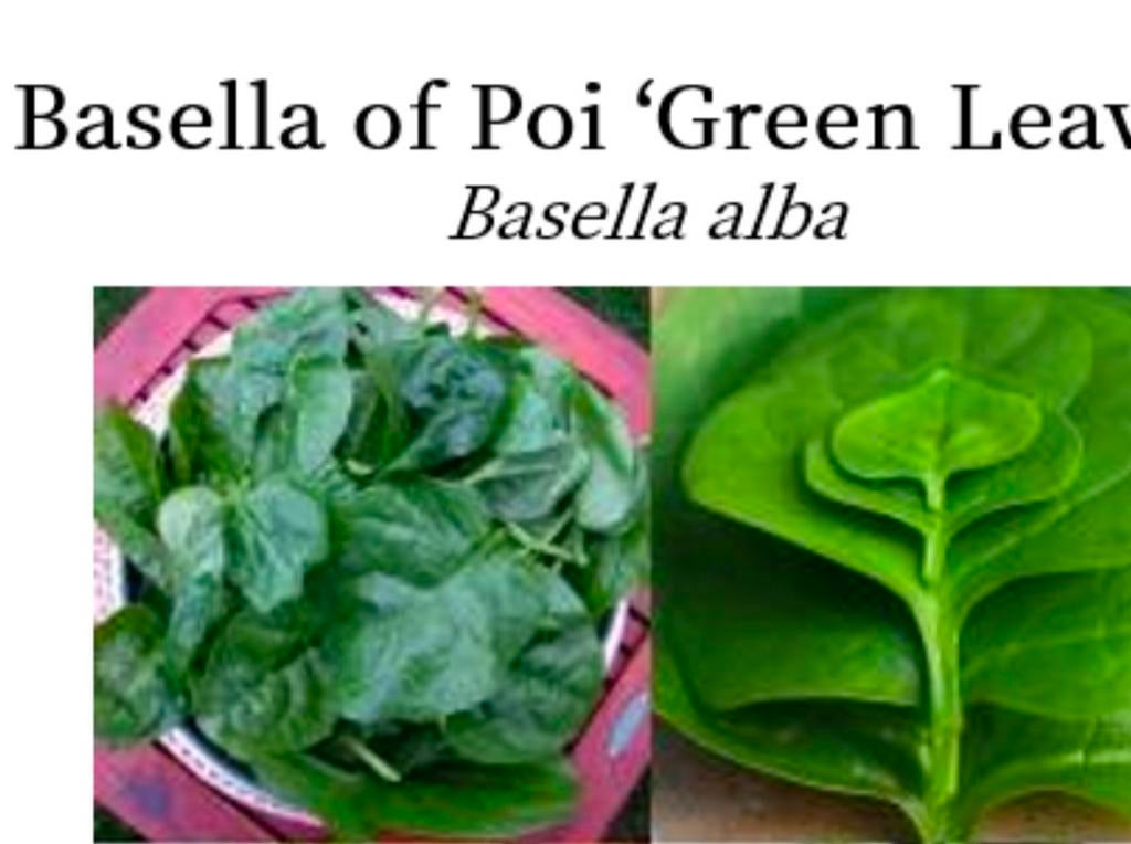 Surinaamse Spinazie Poi, Ophalen, Volle zon