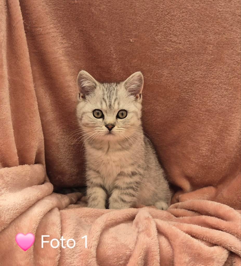 Britse korthaar kittens met stamboom, Meerdere dieren, Met stamboom, 0 tot 2 jaar