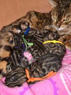 Bengaal kittens, Meerdere dieren, Ontwormd