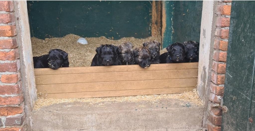 Prachtige bouvierpups te koop!, Bouvier, 8 tot 15 weken, Meerdere, Meerdere dieren