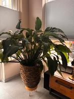 Lepelplant inclusief pot, Ophalen, Overige soorten, Halfschaduw, In pot