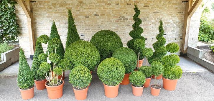 Buxus vormen, Tuin en Terras, Planten | Tuinplanten, Tweejarig, Overige soorten, Volle zon, Bloeit niet, Ophalen