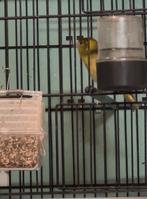 Europese Sijzen, Dieren en Toebehoren, Meerdere dieren, Wildzangvogel