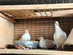 witte postduiven, Dieren en Toebehoren, Meerdere dieren, Postduif