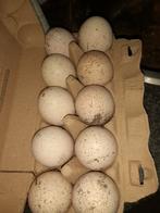 Eieren Amerikaanse bronzen kalkoen, Ophalen of Verzenden, Overige typen