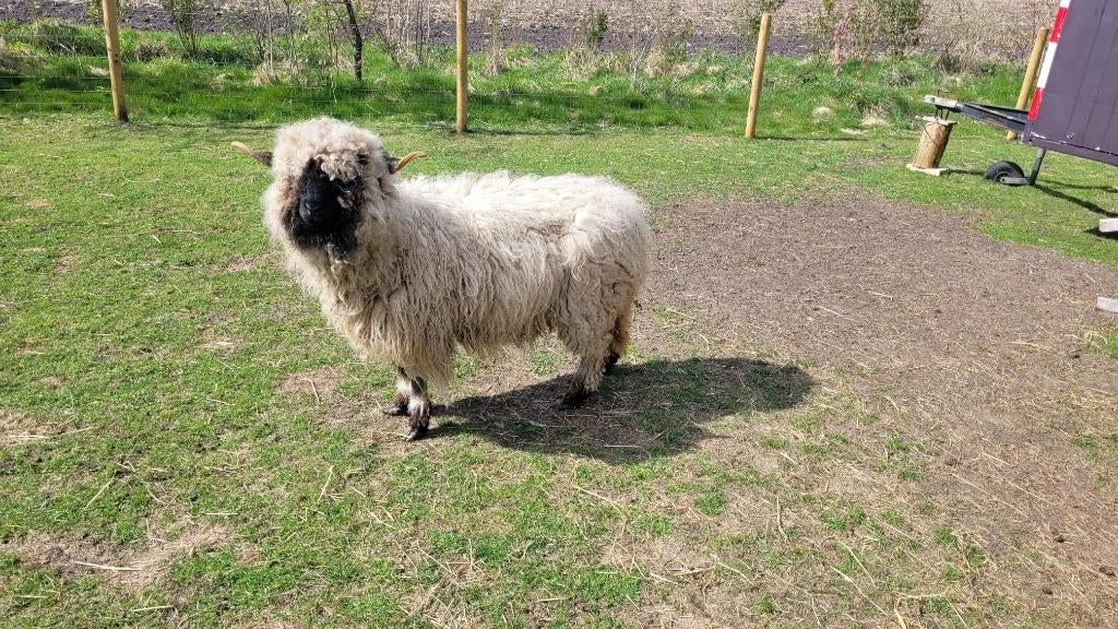Walliser Schwarznase ooi stamboek, Dieren en Toebehoren, Vrouwelijk, Schaap, 6 jaar of ouder