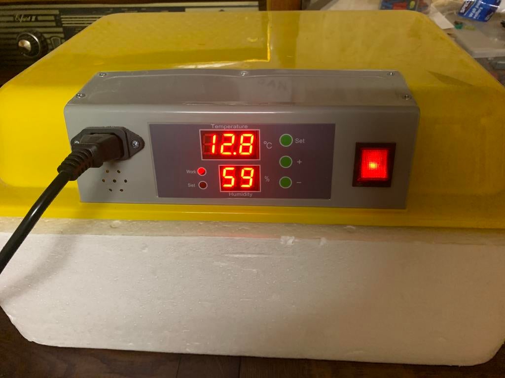 Tekoop broed machine, Geslacht onbekend, Wildzangvogel