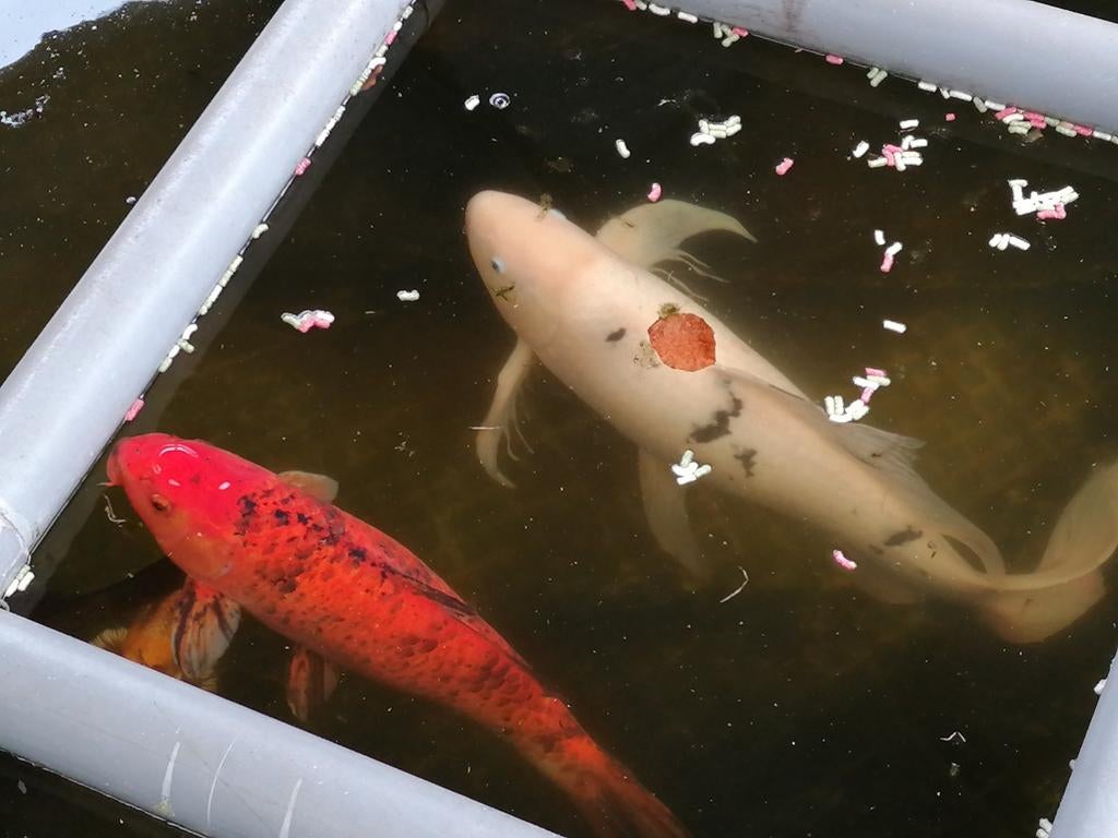 Mooie grote koi karpers, Dieren en Toebehoren, Vissen | Vijvervissen, Karper of Koi