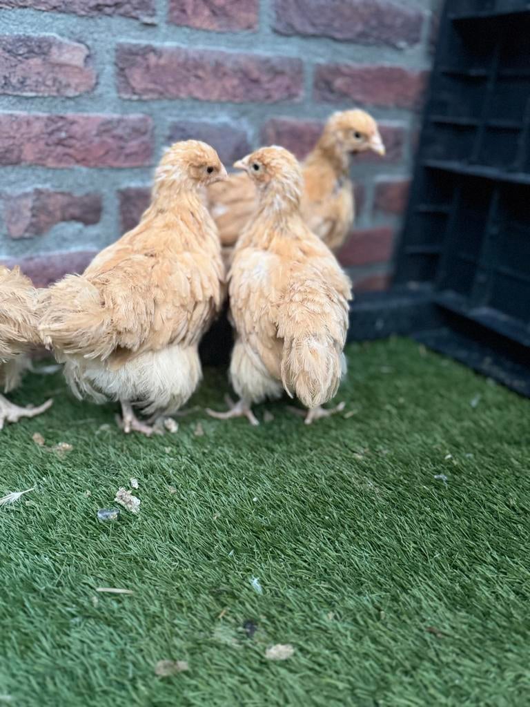 Orpington groot buff kuikens, Geslacht onbekend, Kip