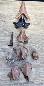 Mammoet Fossielen Collectie, Ophalen of Verzenden, Fossiel