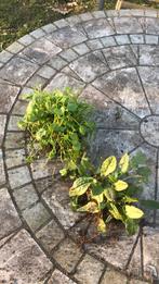 Zuring en winterpostelein, Ophalen of Verzenden, Eenjarig, Overige soorten, Volle zon