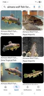 Im looking for aimara wolf fish., Dieren en Toebehoren, 0 tot 2 jaar