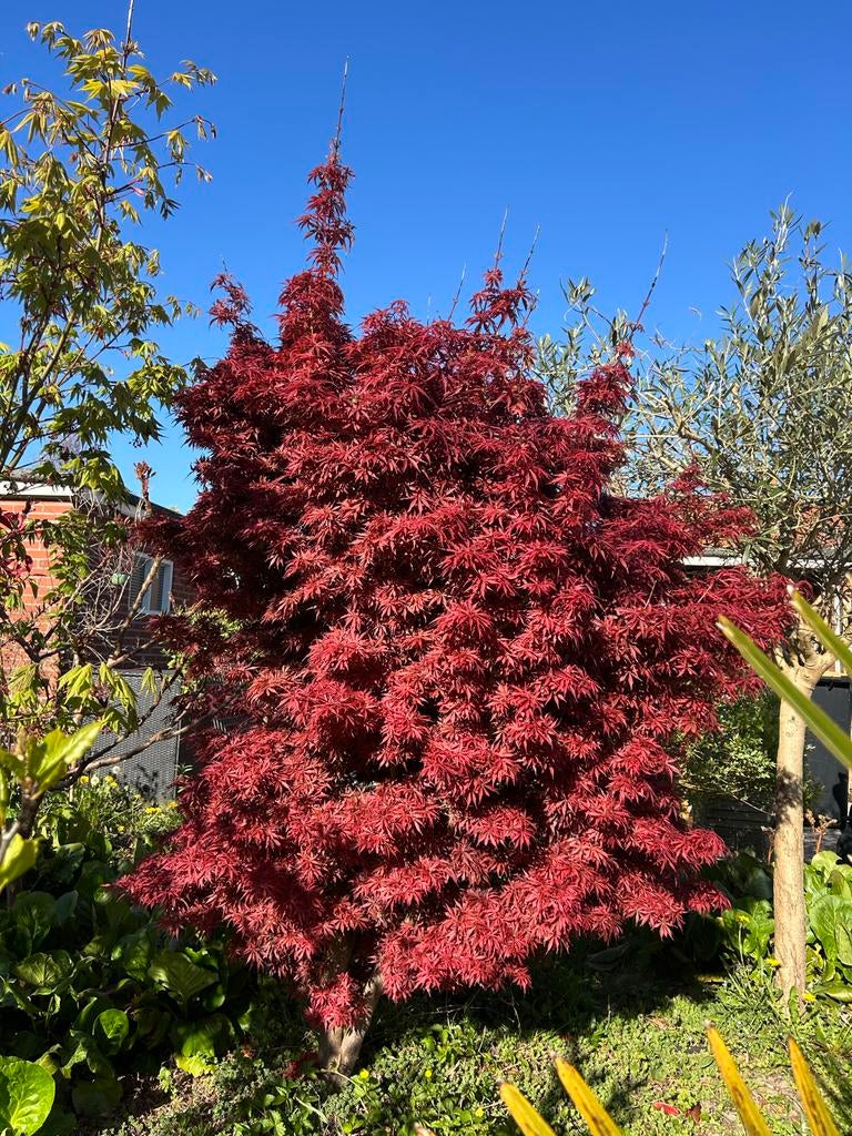 Prachtige Japanse esdoorn, Tuin en Terras, Planten | Bomen, Ophalen, Bloeit niet, Halfschaduw, Overige soorten
